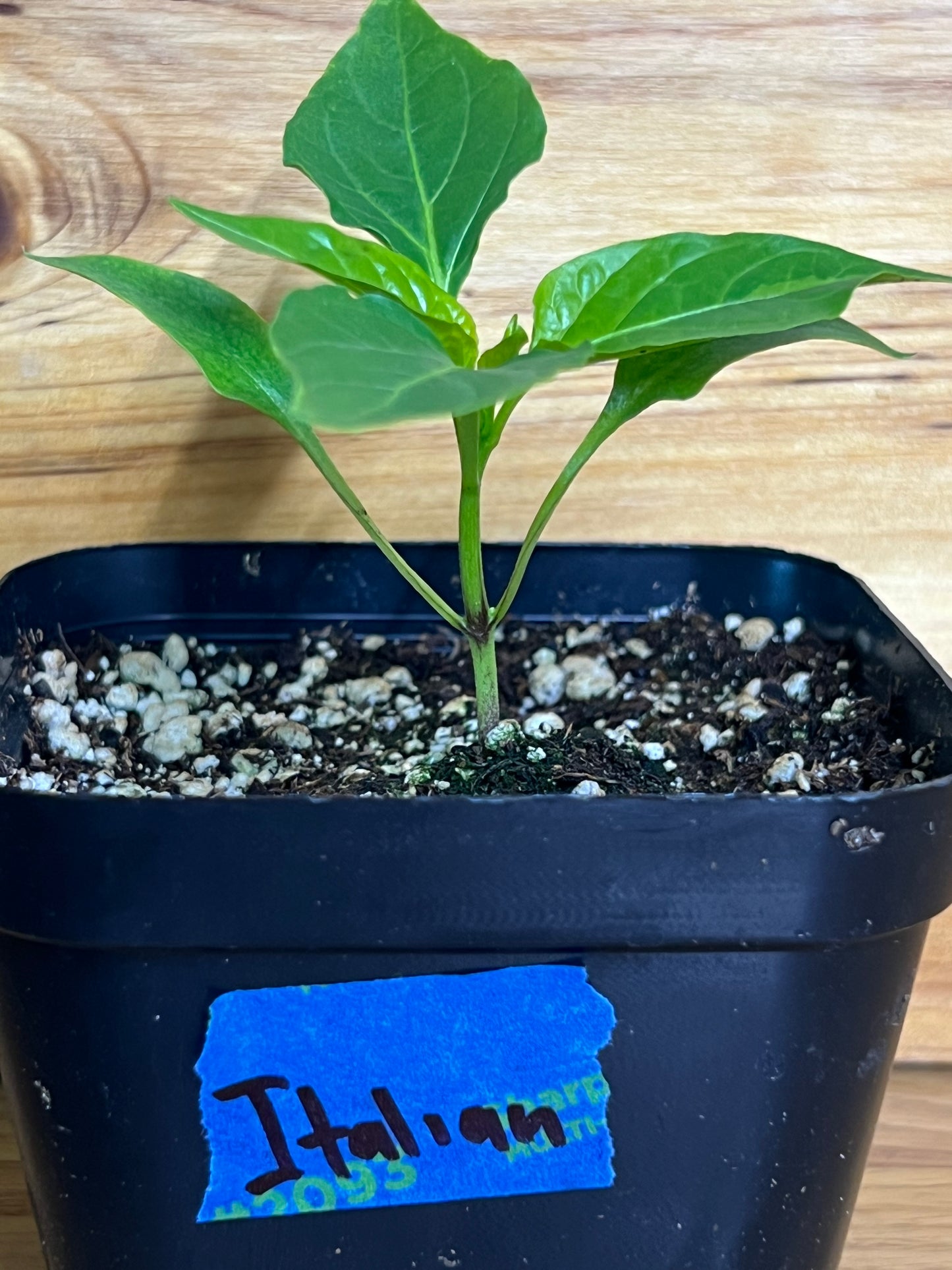 Sweet Italian Pepper plant