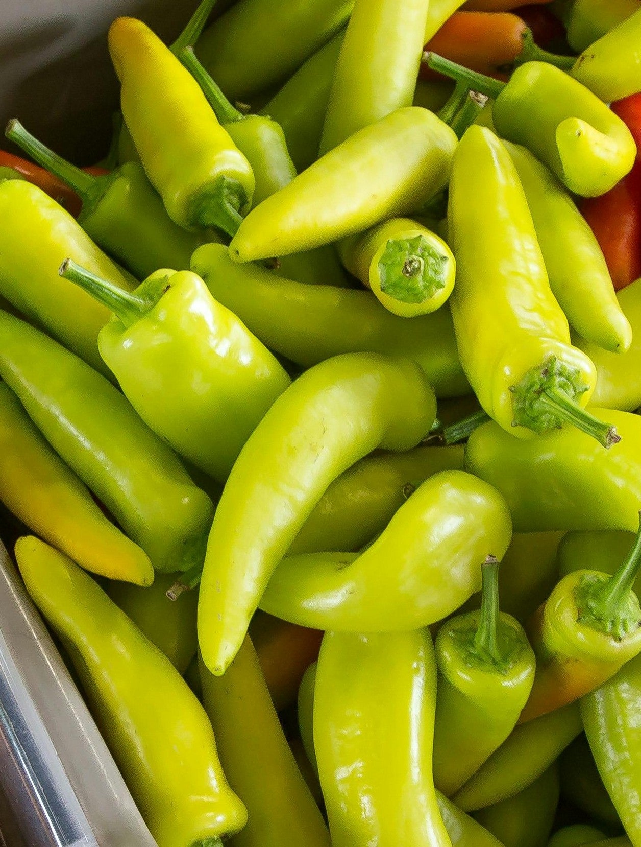 Sweet Italian Pepper plant