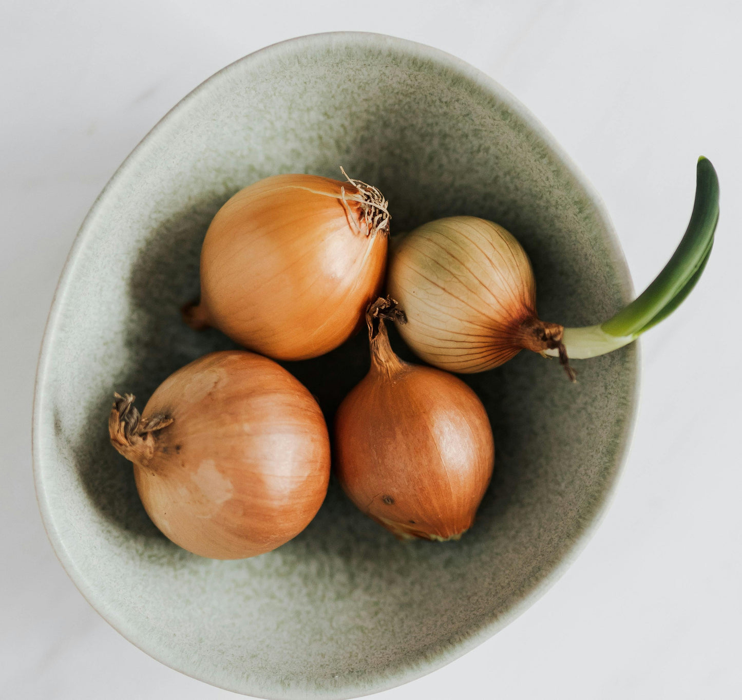Texas 1015 Super Sweet Onion plant