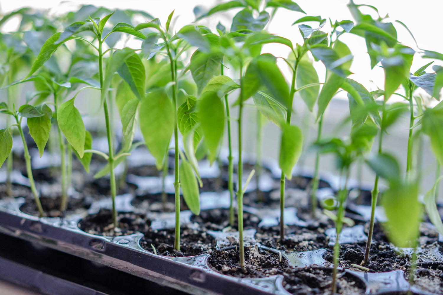 Plant Starts