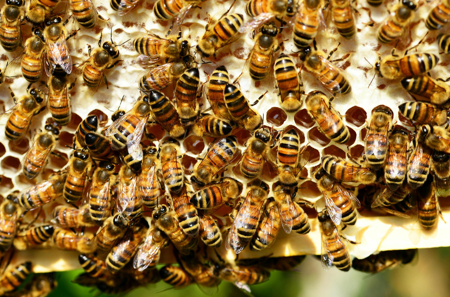 Local Raw Honey