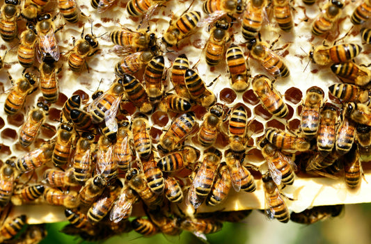 Local Raw Honey